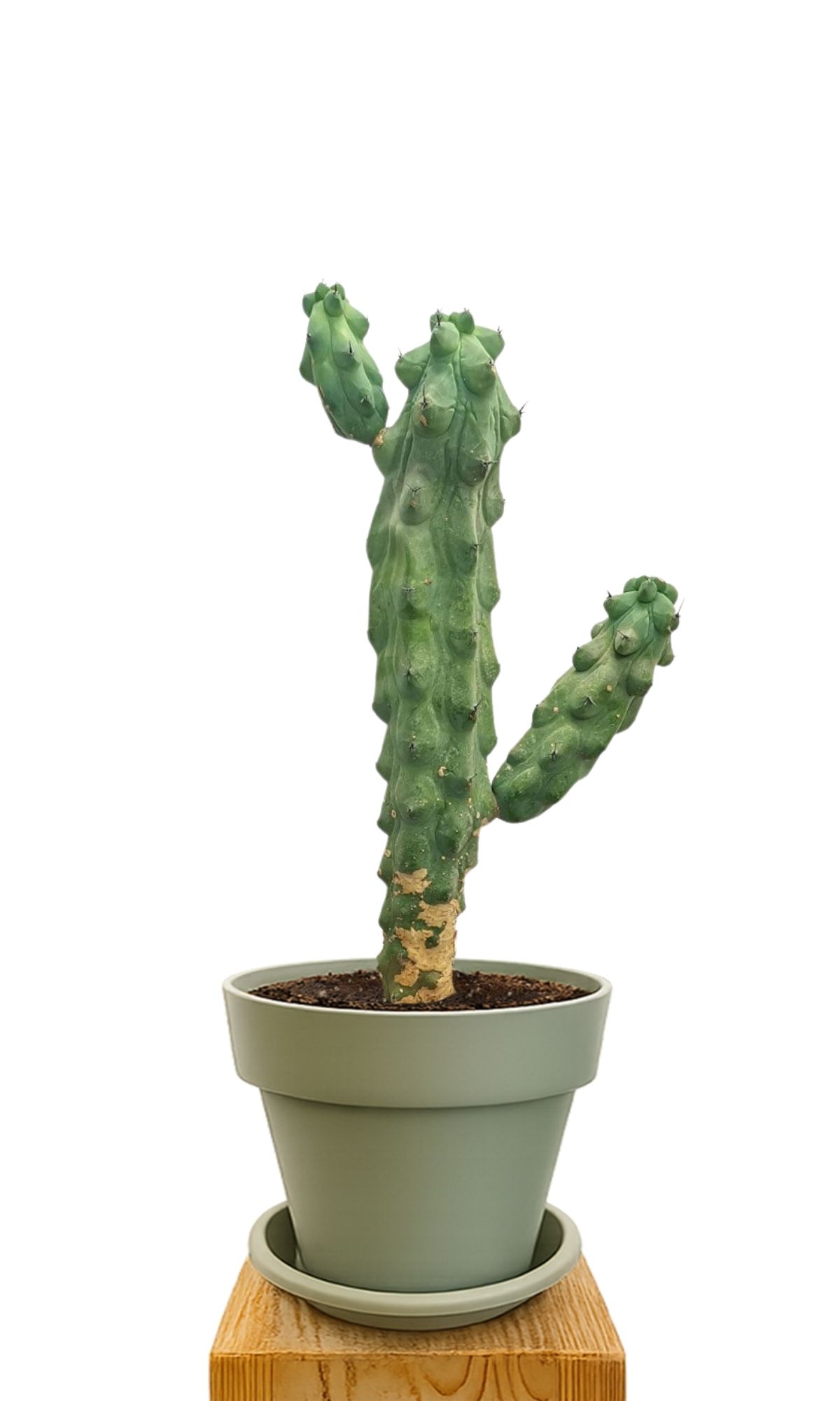 Plant kit 30 Green